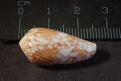 Conus omaria