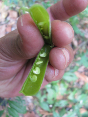 Crotalaria heyneana
