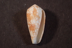 Conus omaria