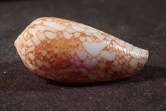 Conus omaria