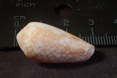 Conus omaria