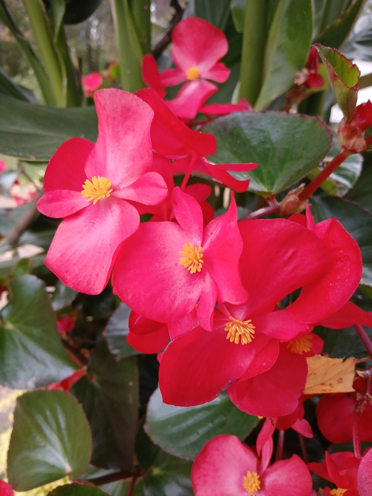 Begonia