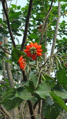 Erythrina subumbrans