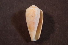 Conus omaria