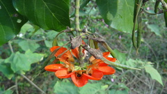 Erythrina subumbrans