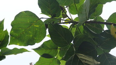 Erythrina subumbrans