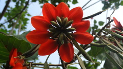 Erythrina subumbrans