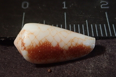 Conus omaria