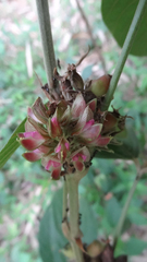 Flemingia macrophylla