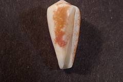 Conus omaria