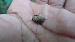 Flemingia macrophylla