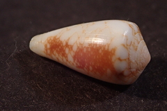 Conus omaria