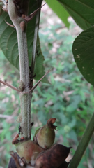 Flemingia macrophylla