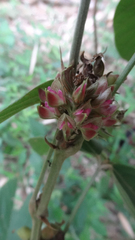 Flemingia macrophylla