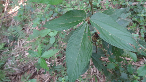 Image of Flemingia macrophylla by (c) Siddarth Machado, some rights reserved (CC BY)