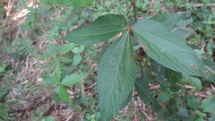 Flemingia macrophylla