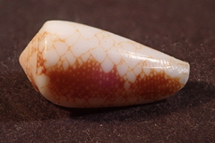Conus omaria