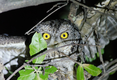 Megascops trichopsis