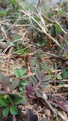 Indigofera linnaei