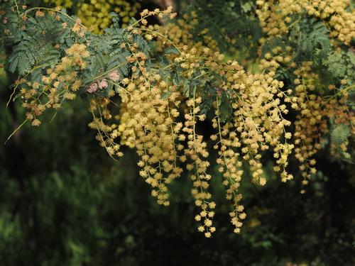 Acacia pubescens, photograph 3