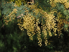 Thomas Mesaglio, CC BY, iNaturalist via GBIF Acacia pubescens, photograph Thomas Mesaglio, CC BY, iNaturalist via GBIF