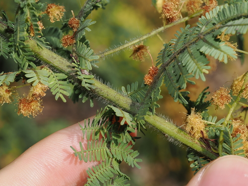 Acacia pubescens, photograph 4