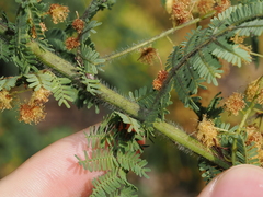 Thomas Mesaglio, CC BY, iNaturalist via GBIF Acacia pubescens, photograph Thomas Mesaglio, CC BY, iNaturalist via GBIF