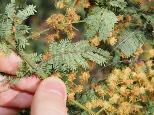Acacia pubescens, photograph 5