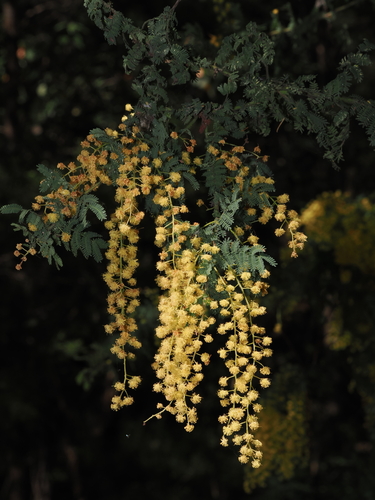 Acacia pubescens, photograph 6