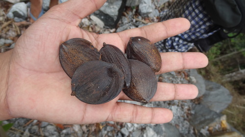 Kingiodendron observed 2014-05-11