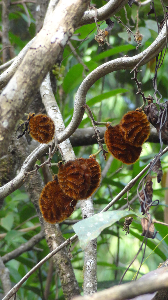 Mucuna monosperma (Mucuna monosperma)