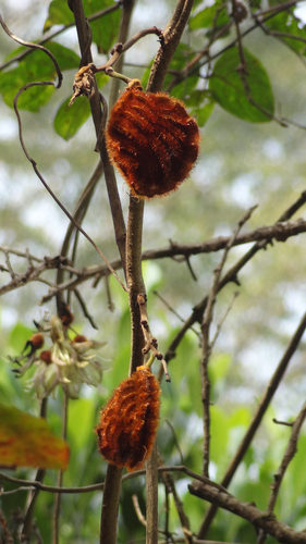 Mucuna monosperma, photograph 1