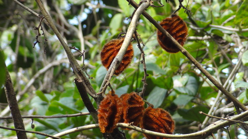 Mucuna monosperma, photograph 2