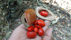 Ormosia travancorica