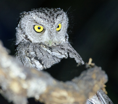 Megascops trichopsis