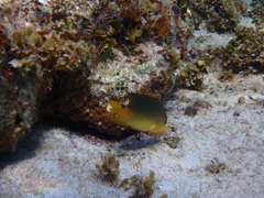 Stegastes xanthurus