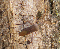 Leptoglossus oppositus