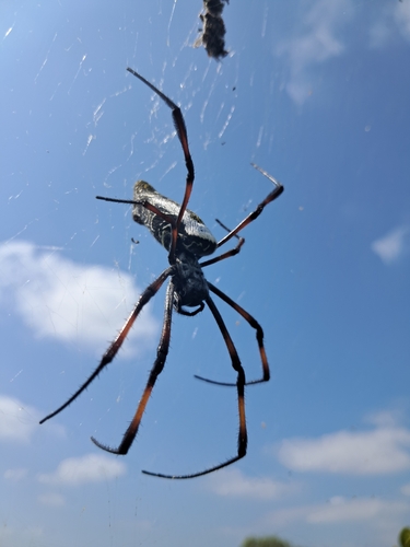 Redleg Orbweaver