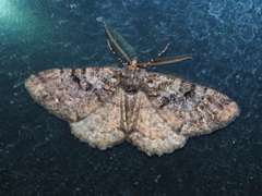 Parectropis subflava