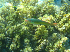 Halichoeres maculipinna