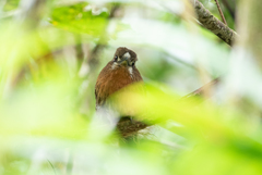 Malacoptila mystacalis