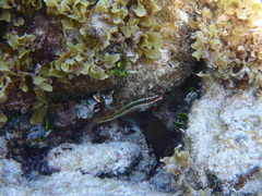 Halichoeres maculipinna