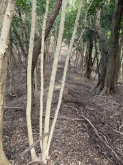 Quercus phillyreoides