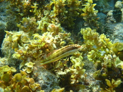 Halichoeres maculipinna