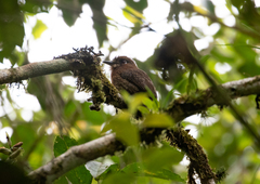Malacoptila mystacalis