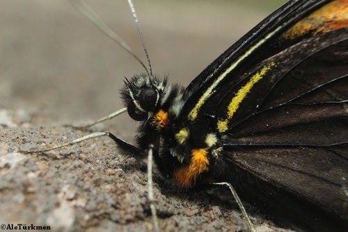 Northern Surprising-White