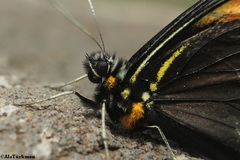 Pereute charops leonilae