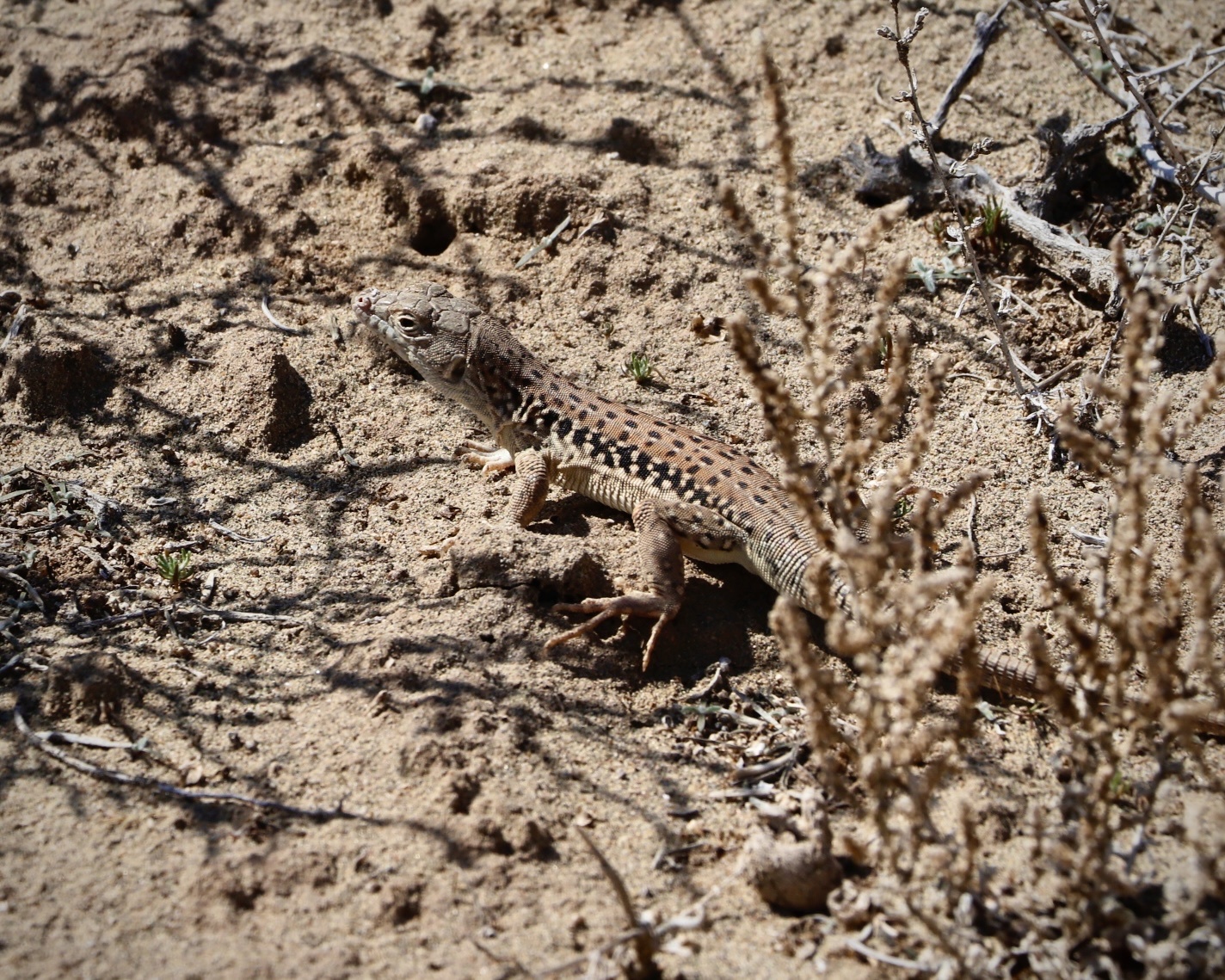 Fahimi's Racerunner photo 2