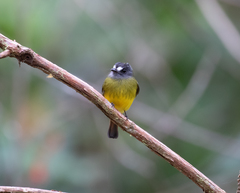 Myiotriccus ornatus