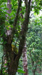Flacourtia montana, photograph Siddarth Machado, CC BY, iNaturalist via GBIF